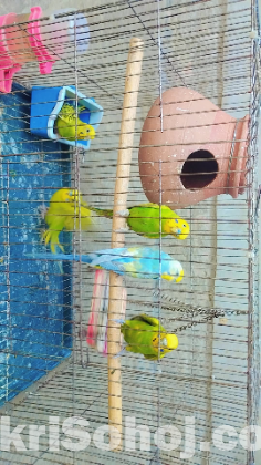 বাজরিকা পাখি